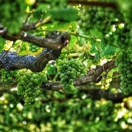 Perdices Apartman Pontevedra