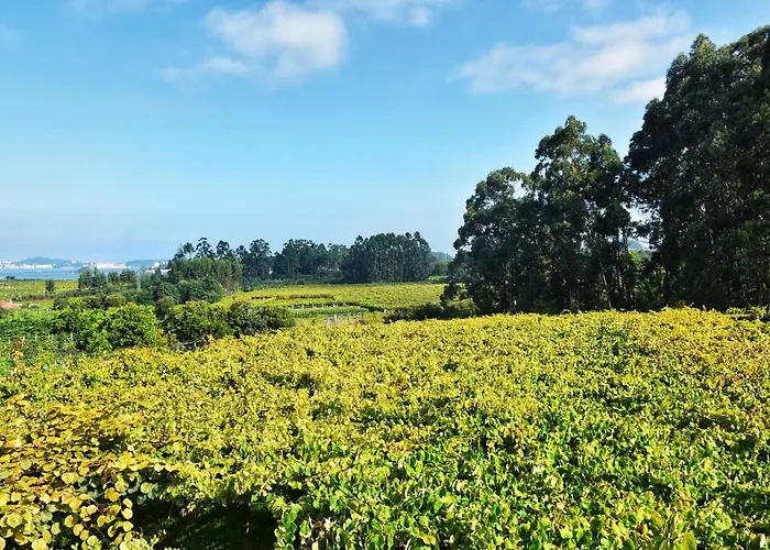 Perdices Daire Pontevedra