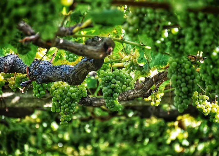 Perdices Daire Pontevedra