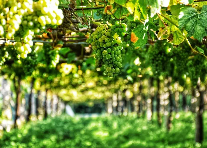 Daire Perdices Pontevedra